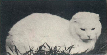 Шотландская вислоухая кошка Сюзи